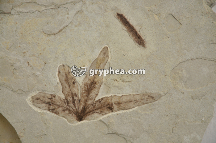 Fougère fossile - gryphea.org